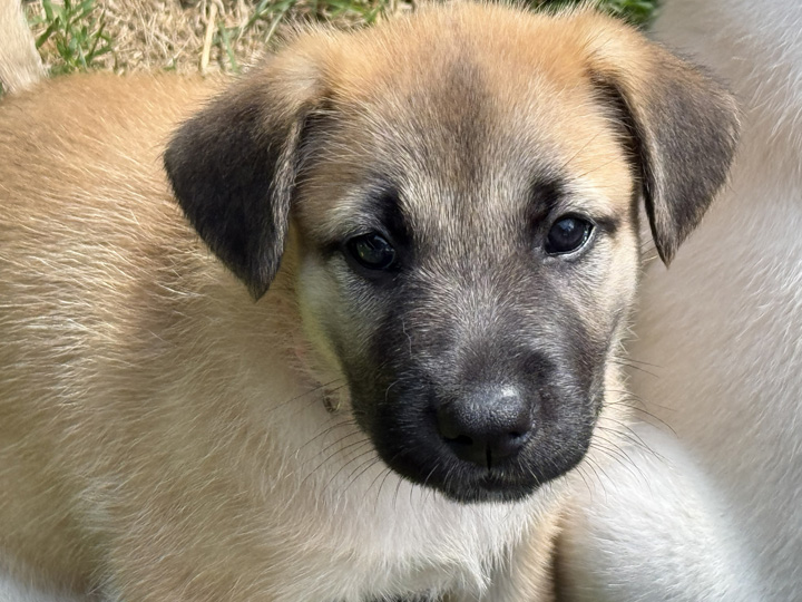 chinook dog